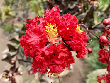 35 RED CREPE MYRTLE Lagerstroemia Indica Flowering Shrub Bush Small Tree Seeds
